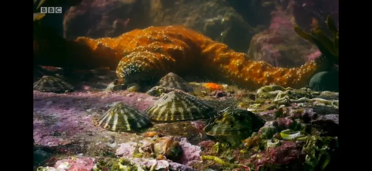 Limpet sp. () as shown in Blue Planet II - Coasts